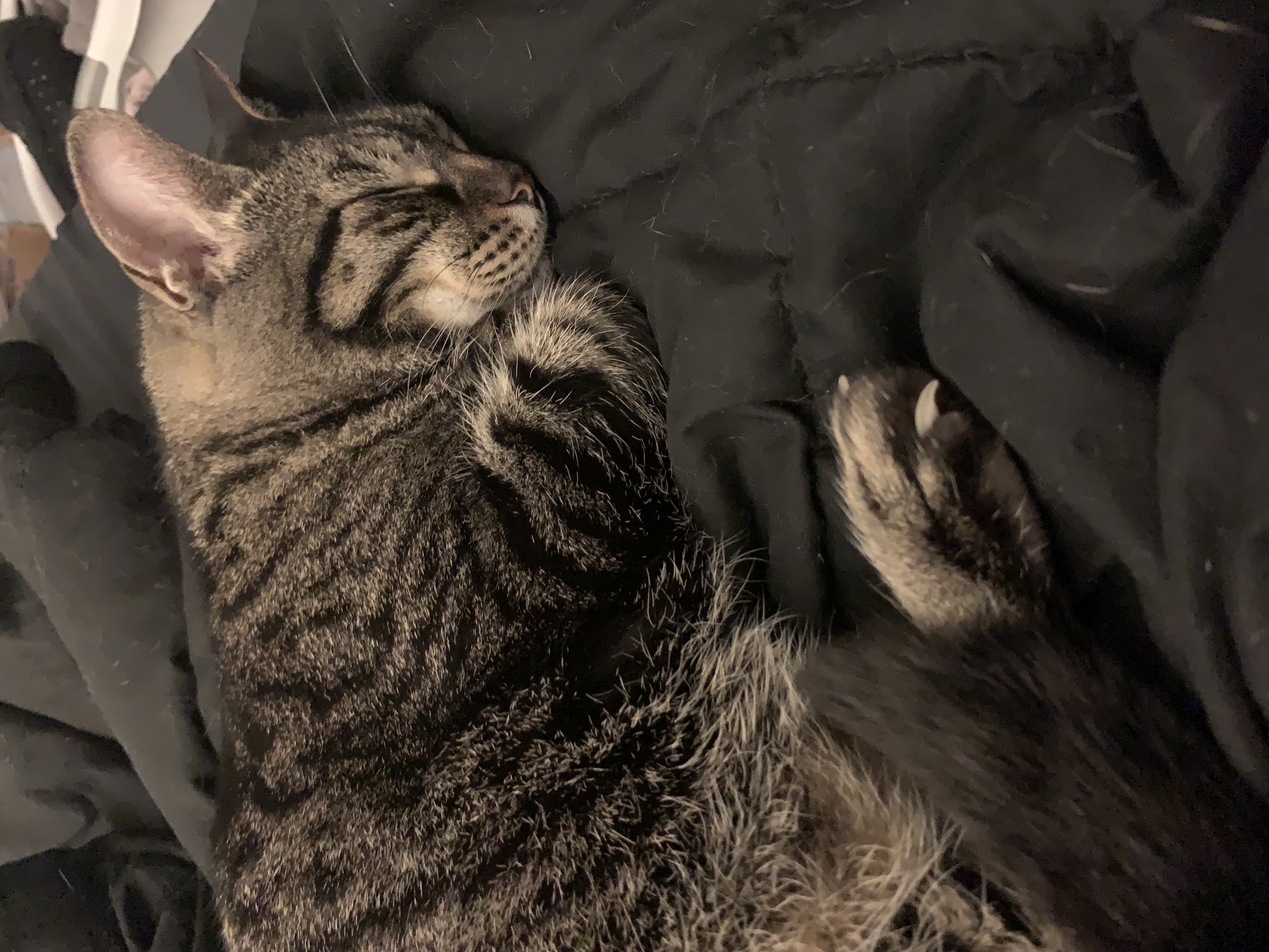 Hazel